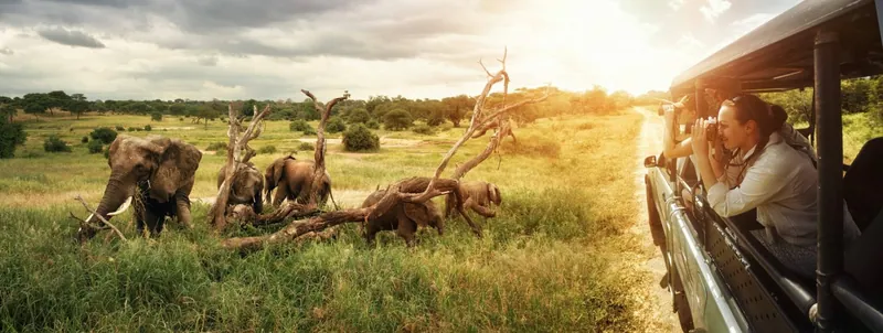 Safari