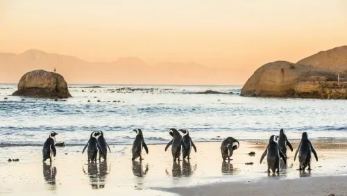 Pinguine spazieren am Strand von Boulders Beach