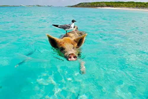 Schwein schwimmt neben Badegästen im klaren Wasser der Bahamas