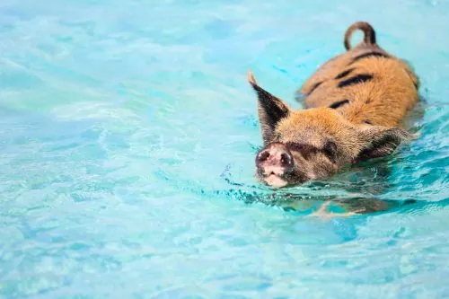 Schweine dösen am weißen Sandstrand der Bahamas