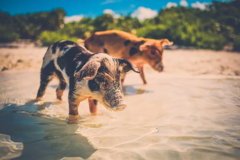Mit Schweinen baden auf den Bahamas