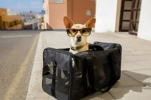 Hund in der Transportbox bereit für die Reise