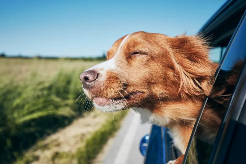 Reisen mit dem Hund